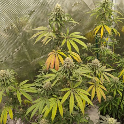 Cheese 🧀  and galaxy 500  #1 growlog timeline photo