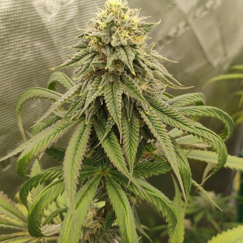 Cheese 🧀  and galaxy 500  #1 growlog timeline photo