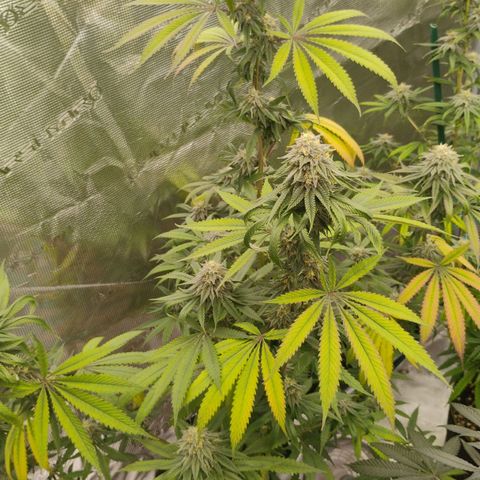 Cheese 🧀  and galaxy 500  #1 growlog timeline photo