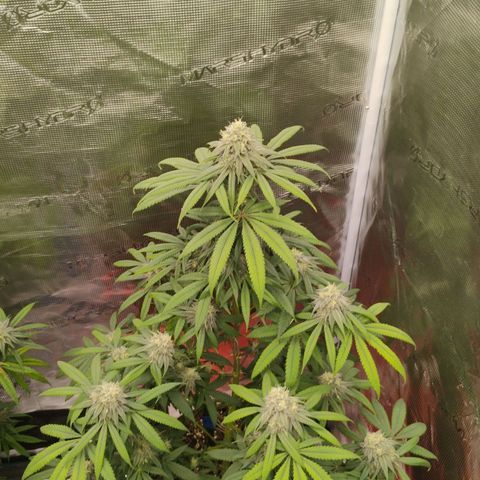 Cheese 🧀  and galaxy 500  #1 growlog timeline photo