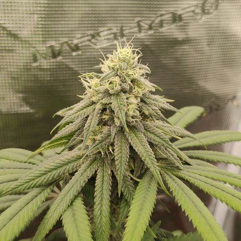 Cheese 🧀  and galaxy 500  #1 growlog timeline photo