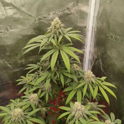 Cheese 🧀  and galaxy 500  #1 growlog timeline photo