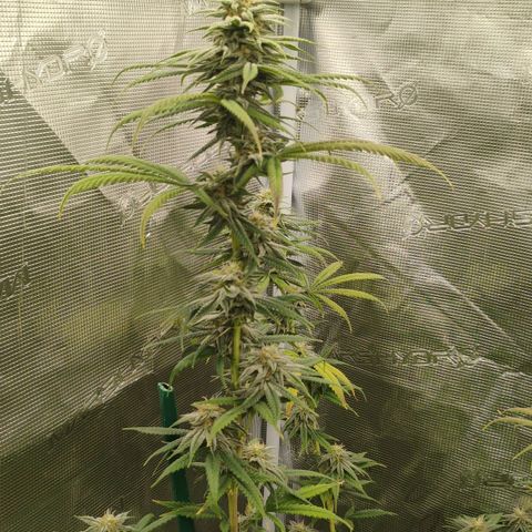 Cheese 🧀  and galaxy 500  #1 growlog timeline photo