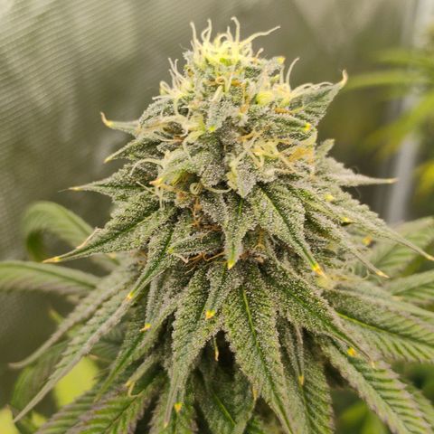 Cheese 🧀  and galaxy 500  #1 growlog timeline photo