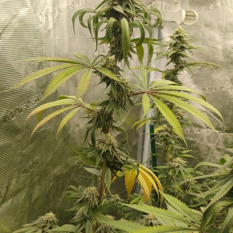 Cheese 🧀  and galaxy 500  #1 growlog timeline photo
