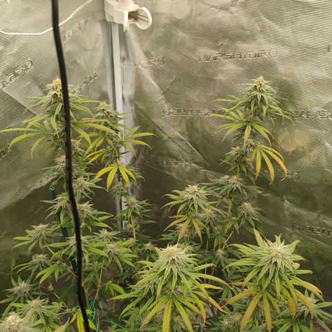 Cheese 🧀  and galaxy 500  #1 growlog timeline photo