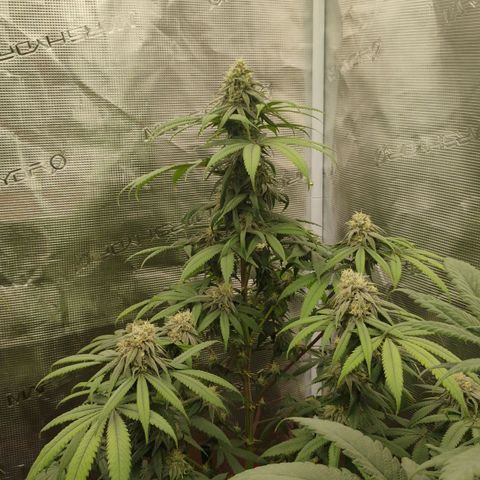 Cheese 🧀  and galaxy 500  #1 growlog timeline photo