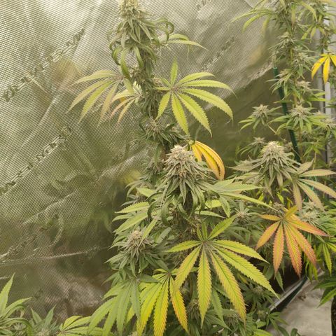 Cheese 🧀  and galaxy 500  #1 growlog timeline photo