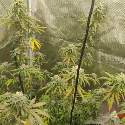 Cheese 🧀  and galaxy 500  #1 growlog timeline photo