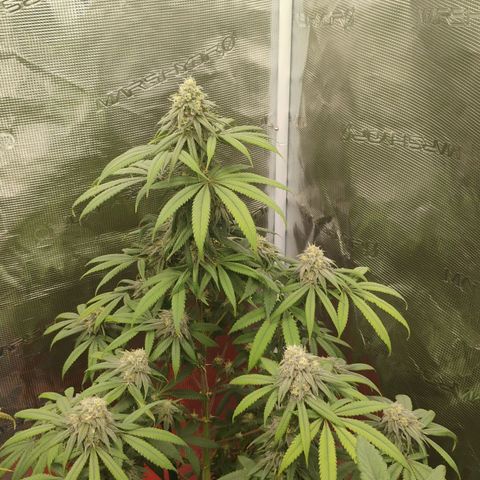 Cheese 🧀  and galaxy 500  #1 growlog timeline photo