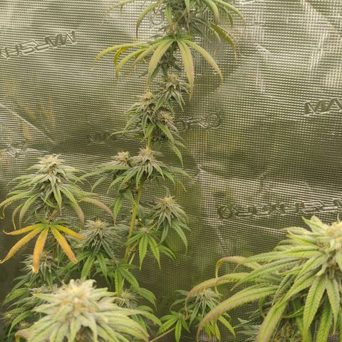 Cheese 🧀  and galaxy 500  #1 growlog timeline photo