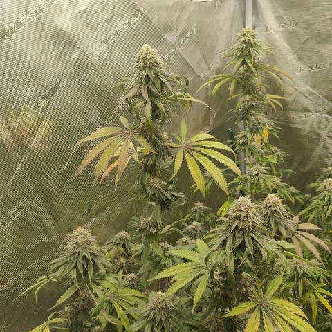 Cheese 🧀  and galaxy 500  #1 growlog timeline photo