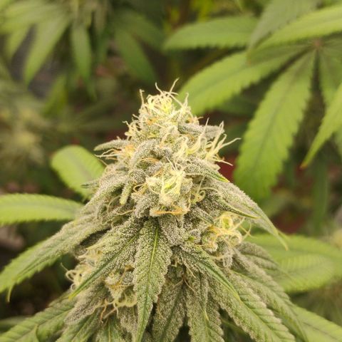 Cheese 🧀  and galaxy 500  #1 growlog timeline photo