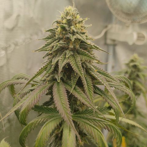 Cheese 🧀  and galaxy 500  #1 growlog timeline photo
