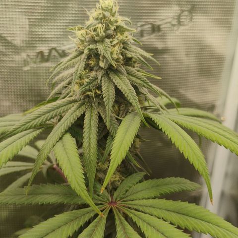 Cheese 🧀  and galaxy 500  #1 growlog timeline photo