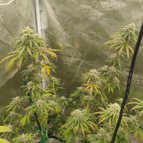 Cheese 🧀  and galaxy 500  #1 growlog timeline photo
