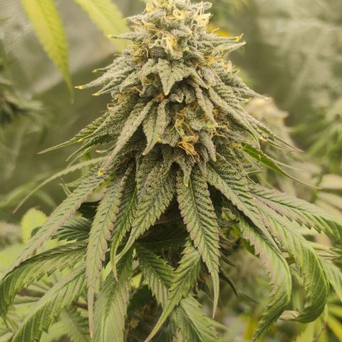 Cheese 🧀  and galaxy 500  #1 growlog timeline photo