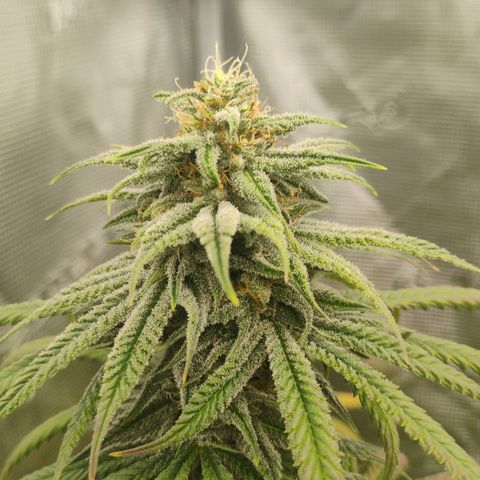 Cheese 🧀  and galaxy 500  #1 growlog timeline photo