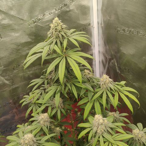 Cheese 🧀  and galaxy 500  #1 growlog timeline photo