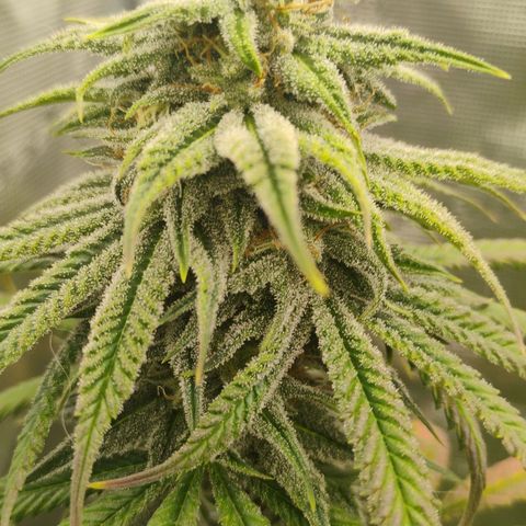 Cheese 🧀  and galaxy 500  #1 growlog timeline photo