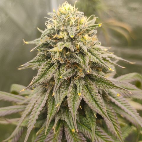 Cheese 🧀  and galaxy 500  #1 growlog timeline photo