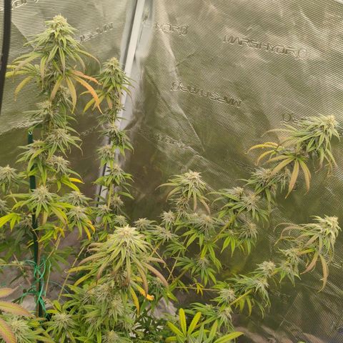 Cheese 🧀  and galaxy 500  #1 growlog timeline photo