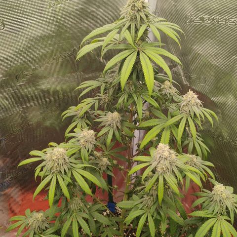 Cheese 🧀  and galaxy 500  #1 growlog timeline photo