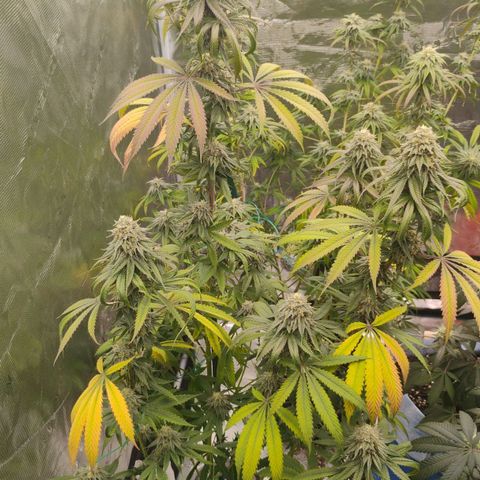 Cheese 🧀  and galaxy 500  #1 growlog timeline photo