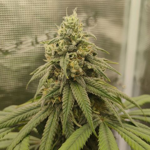 Cheese 🧀  and galaxy 500  #1 growlog timeline photo