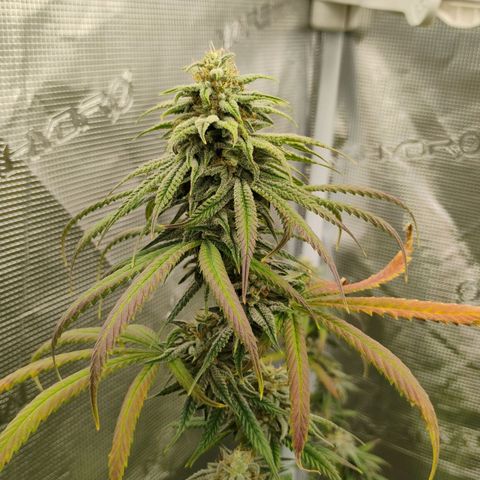 Cheese 🧀  and galaxy 500  #1 growlog timeline photo