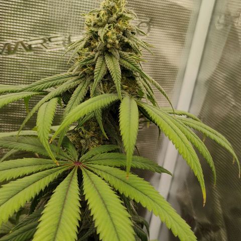 Cheese 🧀  and galaxy 500  #1 growlog timeline photo