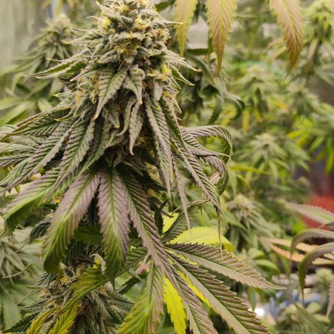 Cheese 🧀  and galaxy 500  #1 growlog timeline photo