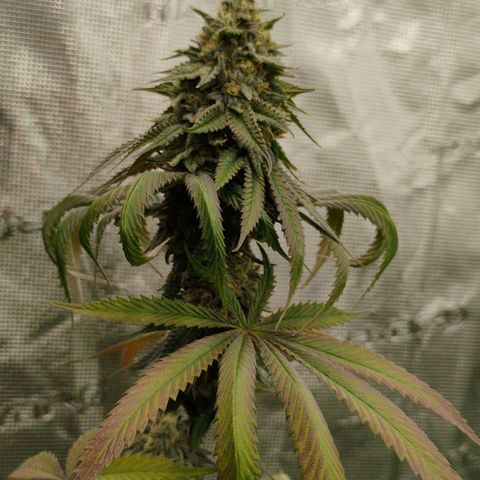 Cheese 🧀  and galaxy 500  #1 growlog timeline photo
