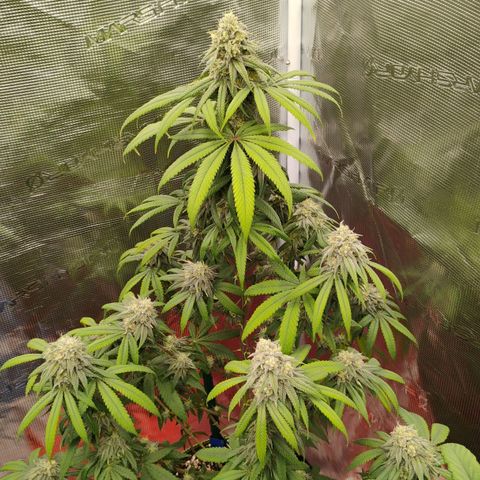 Cheese 🧀  and galaxy 500  #1 growlog timeline photo