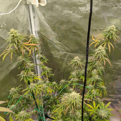 Cheese 🧀  and galaxy 500  #1 growlog timeline photo