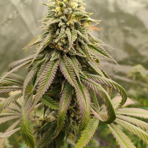 Cheese 🧀  and galaxy 500  #1 growlog timeline photo