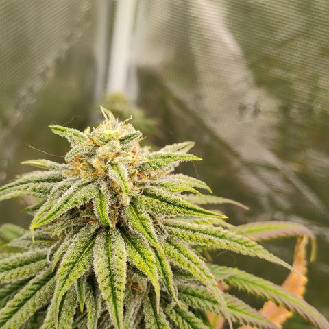 Cheese 🧀  and galaxy 500  #1 growlog timeline photo
