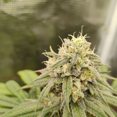 Cheese 🧀  and galaxy 500  #1 growlog timeline photo
