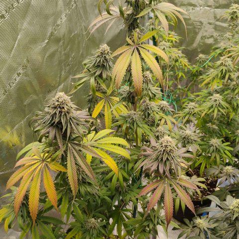 Cheese 🧀  and galaxy 500  #1 growlog timeline photo