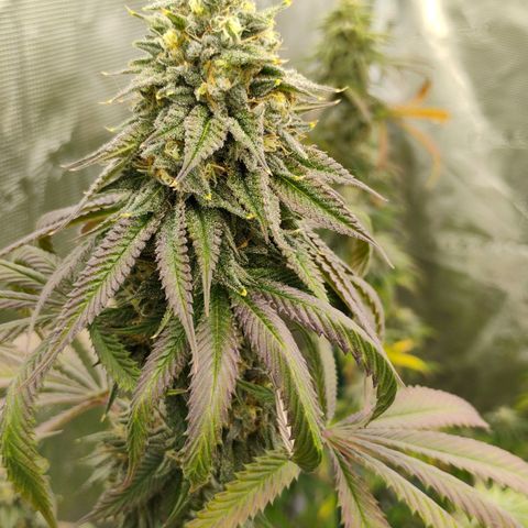 Cheese 🧀  and galaxy 500  #1 growlog timeline photo