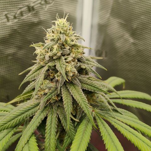 Cheese 🧀  and galaxy 500  #1 growlog timeline photo