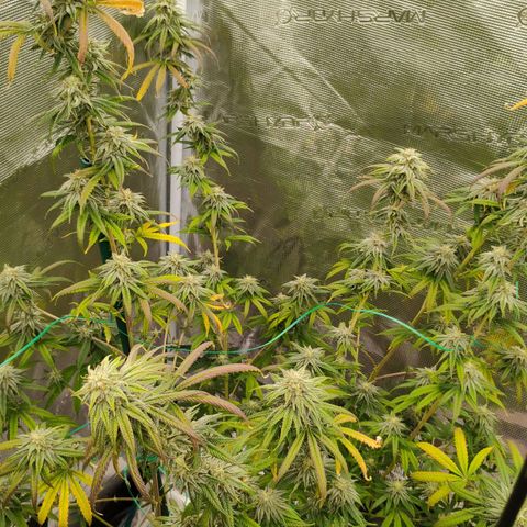 Cheese 🧀  and galaxy 500  #1 growlog timeline photo