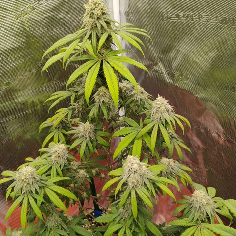Cheese 🧀  and galaxy 500  #1 growlog timeline photo