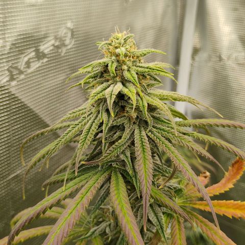 Cheese 🧀  and galaxy 500  #1 growlog timeline photo