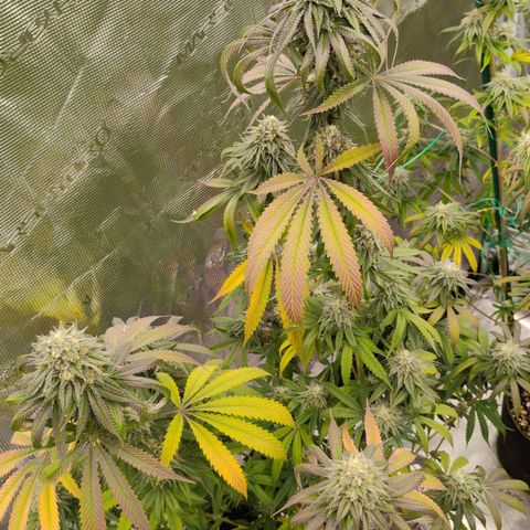 Cheese 🧀  and galaxy 500  #1 growlog timeline photo