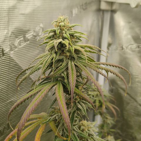Cheese 🧀  and galaxy 500  #1 growlog timeline photo