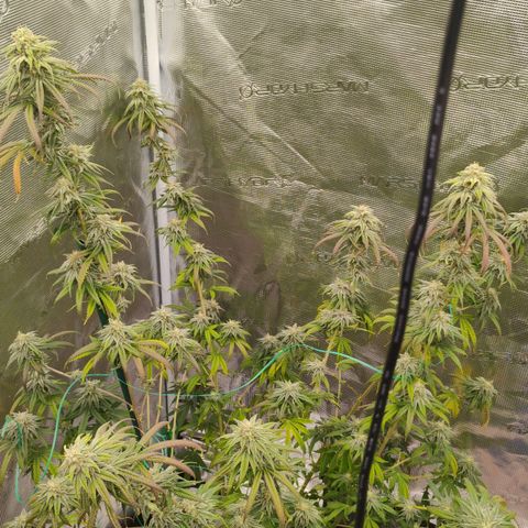 Cheese 🧀  and galaxy 500  #1 growlog timeline photo