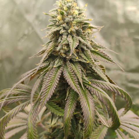 Cheese 🧀  and galaxy 500  #1 growlog timeline photo