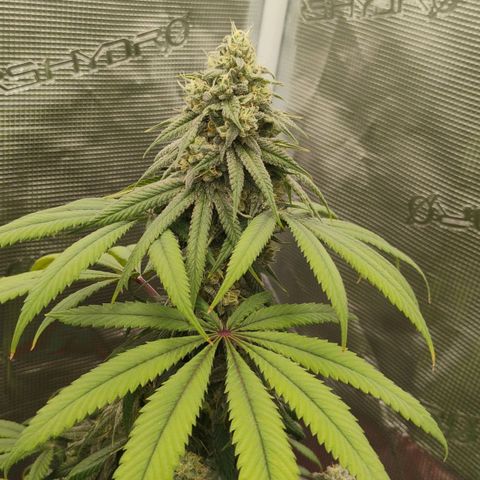 Cheese 🧀  and galaxy 500  #1 growlog timeline photo