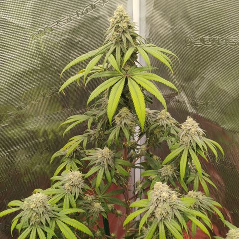 Cheese 🧀  and galaxy 500  #1 growlog timeline photo